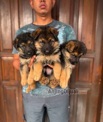 jual-gsd--herder-stb-vaksin-termurah-T2G2T1RYXM