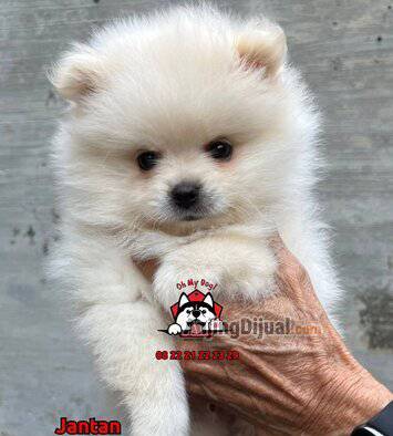 jual-white-minipom-puppy-top-quality-I77Z78CUT2