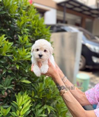 jual-poodle-tiny-putih-snow-white-jantan-UBFWFBRXKC
