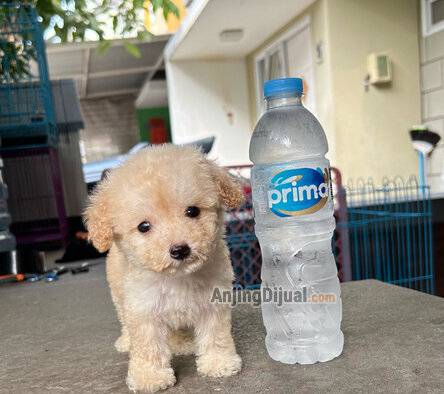 jual-teacup-poodle-apricot-QT9E4HEN5B