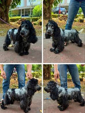 jual-english-cocker-spaniel-all-male-W6RVLI66D6