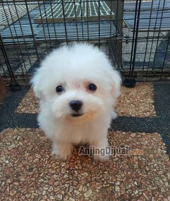 jual-anakan-mini-bichon-frise-lucu-ONKKT7W8G6