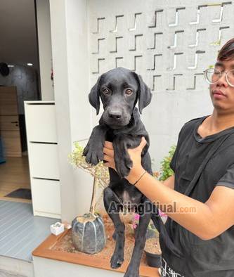 sale-labrador-black-R2N4EOWLC4