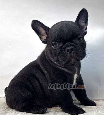 jual-frenchie-bloodline-champion-import-NGPB9W7JRT