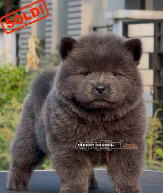 jual-chow-chow-blue-puppy-female-anakan-anjing-betina-abu-abu-super-langka-fluffy-K15MB8RTUJ