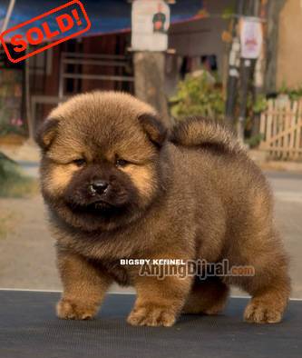 jual-chow-chow-puppy-red-male-anakan-anjing-coklat-lucu-super-fluffy-high-quality-ELKK1OI4KP