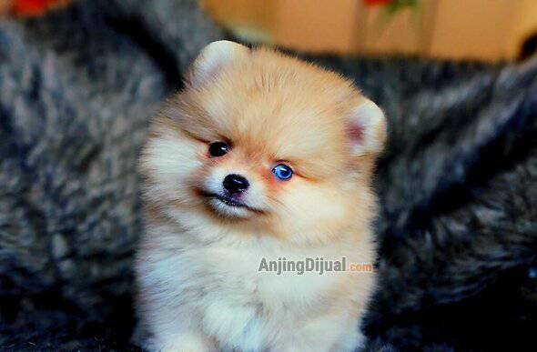 for-sale-blue-eyes-pomeranian-8R7GDML102