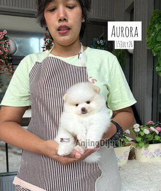miss-aurora-pomeranian-ekonomis-cream-eksotis-gergeous-baik-hati-manja-ZX31EBQUBX