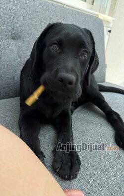 jual-2-ekor-puppy-labrador-istomewa-usia-4-bulan-jantan-very-good-bloodline-3NEECMX4AF