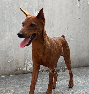 jual-red-mini-pinscher-remaja-6-bulan-jantan-MV3CHSF4LM