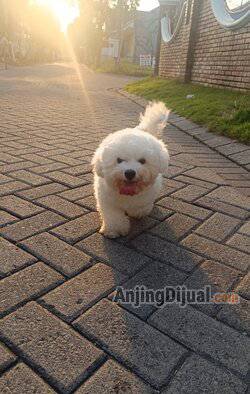 jual-tiny-korean-bichon-frise-jantan-cucu-import-korea-LBW1DEZH2R