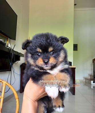 jual-superminipom-berkualitas-termurah--8217OBX268