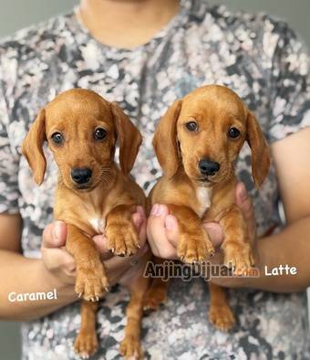 jual-mini-dachshund-cute-630FE0V7KP