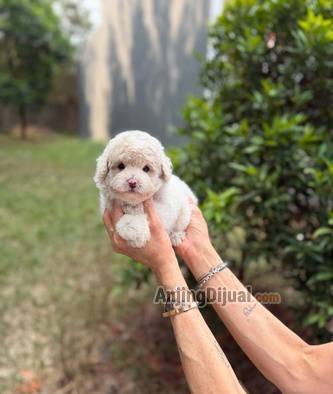jual-poodle-parti-white-with-fawn-jantan-D2DZU0QT8U