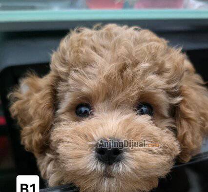 jual-2-ekor-poodle-puppy-ER2UD48PSU