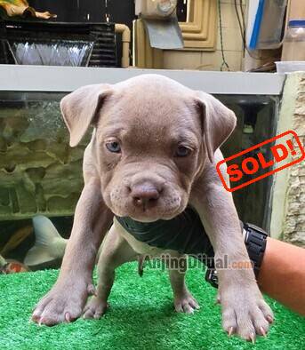 jual-pocket-bully-puppy-female-with-blue-eyes-tquila-AGGEOETQL8
