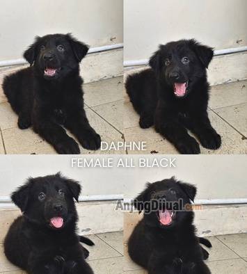 jual-german-shepherd-puppy-bloodline-import-APZVMQIFKX