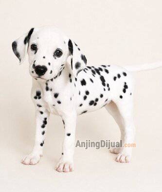 jual-puppy-dalmatian-pedigree-perkin--jantan-dan-betina-APOV4438CC