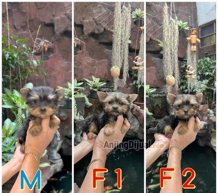 for-sale-3-super-small-yorkshire-terrier-puppies-8HYS2MWQ17