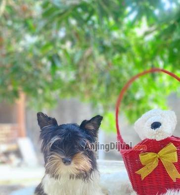 for-sale-extremely-rare-male-biewer-yorkshire-terrier--full-russian-bloodline-NCH1JLH8C1