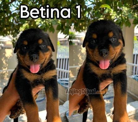 for-sale-rottweiler-puppies-betina-3-ekor-JK05D4EYWK