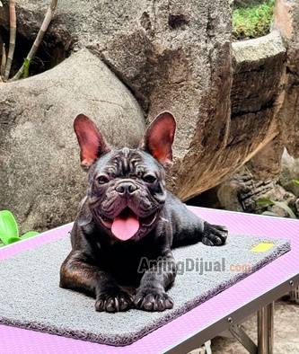 jual-frenchie-super-harga-terjangkau-H1ENE3KLVU