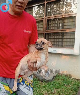 murah-pug-jantan-remaja-EV99QNSWVQ