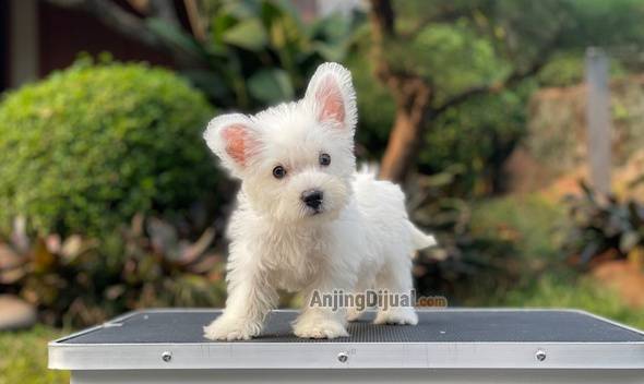 for-sale-puppy-male-west-highland-terrier-MVG810B8QO
