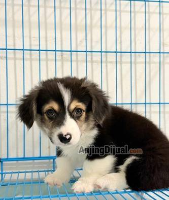 forsale-puppy-corgi-longhair-L5CAS9RJOC