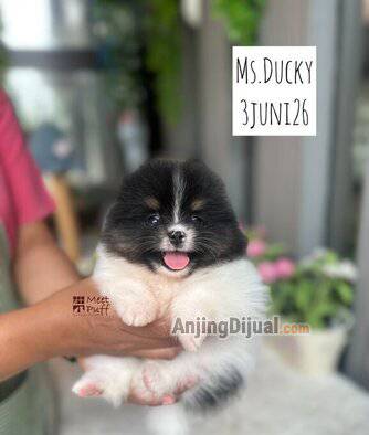 jual-pom-super-istimewa-miss-ducky-high-quality-so-cute-B039ZER0YI