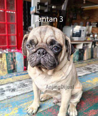 jualan-pug-lahiran-october-2025-09V9EF84CD