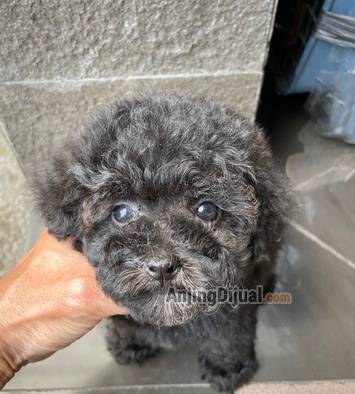 jual-anakan-poodle-betina-tiny-lucu-banget-H65M8BNHGO