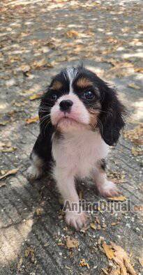 jual-tricolor-cavalier-king-charles-spaniel-jantan-1YS2ZUQPQ3