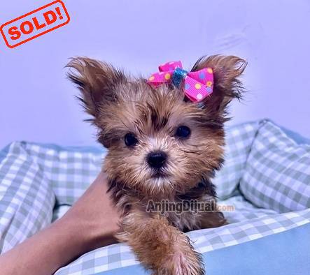 jual-anakan-black-tan-supermini-yorkshire-terrier-betina-LVK0Z8F8M4