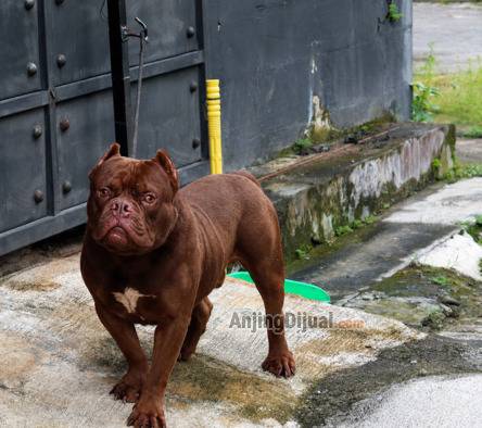 jual-pejantan-pitbull-super-mewah-NPK6QOFZP4