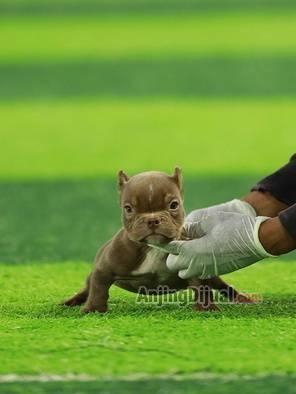 jual-bully-betina-dark-choco-nano-size-anak-chill-x-silverqueen-SRPYM0MJIG