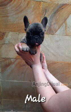 available-male-french-bulldog-O86SUHZ2NV