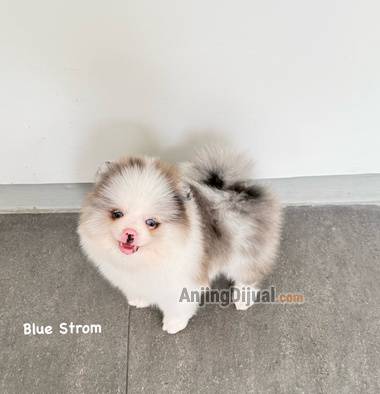 jual-exotic-pomeranian-blue-eyes-H5LT6XD0PE