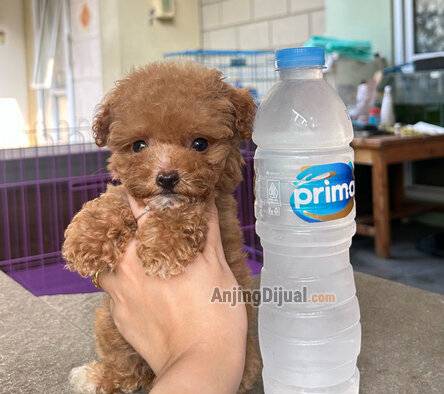 jual-teacup-poodle-betina-HDEM5X60IN