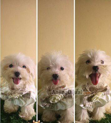 for-sale-puppy-maltese-jantan-R95IYO2G4V