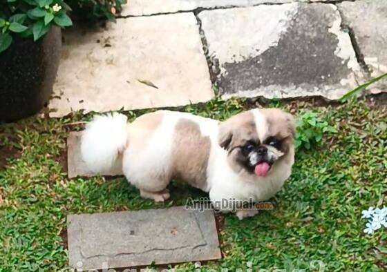 jual-pekingese-cakep-bangett--kualitas-bagus-R3XZ8Z7TAV