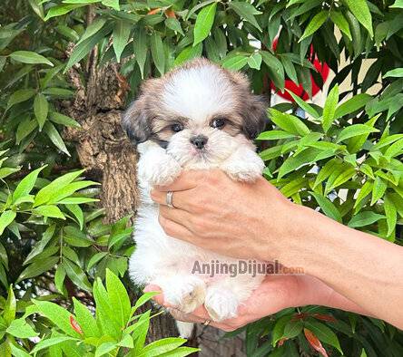 ready-shihtzu-jantan-44F6JYS8YL