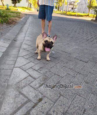 jual-french-bulldog-jantan-bloodline-import-XQAXVHU9OB