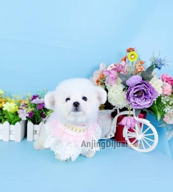 jual-female-korean-mini-bichon-super-cute-face-like-a-doll-bloodline-import-korea-A95CQ73GDJ