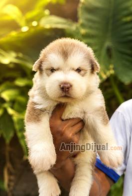 jual-alaskan-malamute-betina-puppy-quality-bulu-tebal-wajah-bulat-JM7EW2A2RG