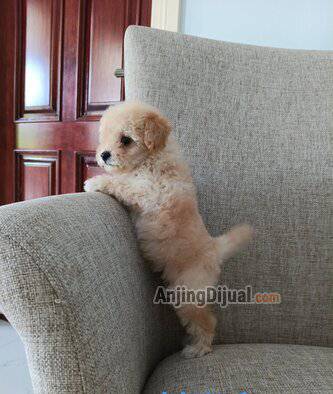jual-puppy-toy-poodle-jantan--betina-6ZVJUW4UMB