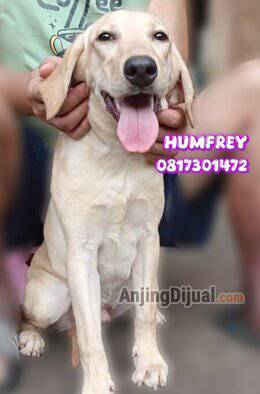 jual-anakan-labrador-retriever-kualitas-baik-YRVQ8327SS