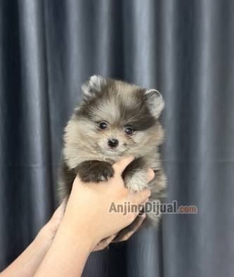 jual-minipom-blue-merle-jantan-super-lucu-NO6QDH3S7O