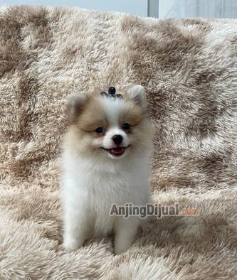 jual-anakan-pom-party-jantan-supermini-FVQEDJA455