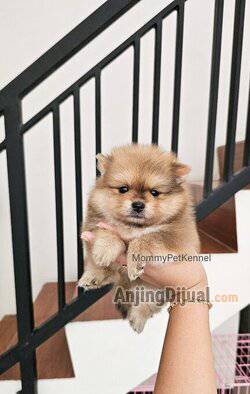 jual-superminipom-termurah--MNG6JMZF20